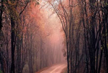 卡巴签约引爆NBL！冲CBA？山东新疆球迷：赶紧抢人